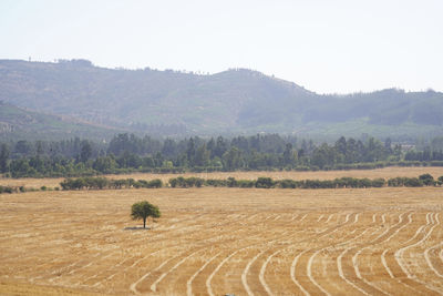 agriculture