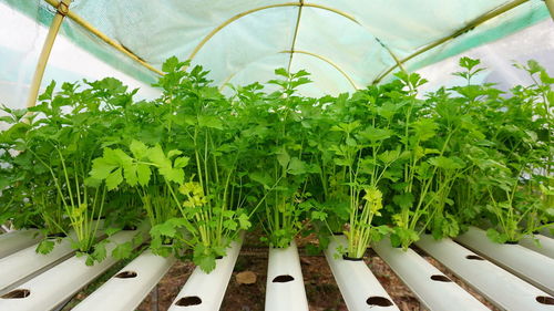 Potted plants in greenhouse