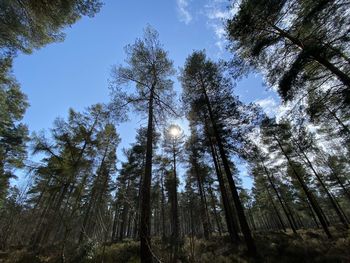 Low angle view of trees in forest