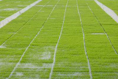 Full frame shot of green field