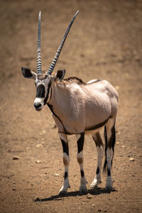 Gemsbok stands on stony ground eyeing camera