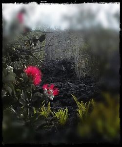 Close-up of red flowers on plant