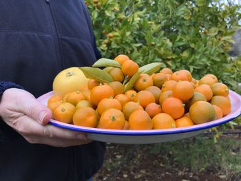 Woman holding a tray with one small grapefruit and llimau kasturi, citrofortunella microcarpa