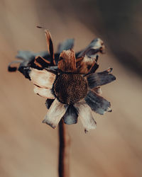 Close-up of dry flower on plant