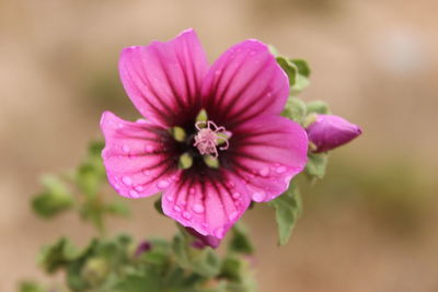 Close-up of pink flower