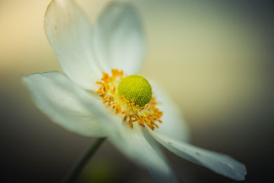 Close-up of white flower