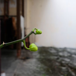 Close-up of flower buds growing outdoors