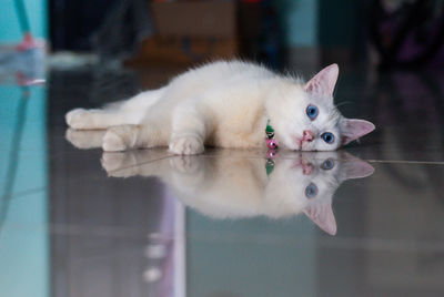 Close-up portrait of a cat on shiny floor 