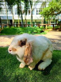 Close-up of a rabbit on field