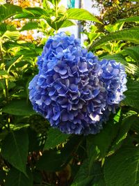 Close-up of purple blue flower
