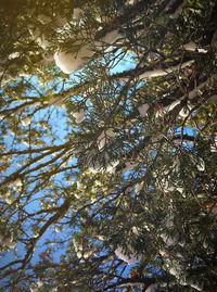 Low angle view of tree