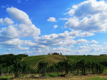 Scenic view of agricultural field against sky. colline e colture vitivinicole