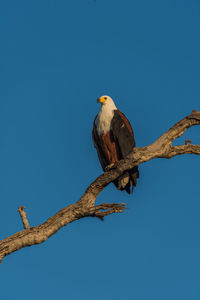 Low angle view of african fish eagle perching on branch