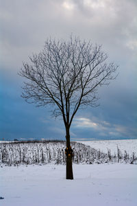 A tree in a landscape of lots of snow with a cloudy sky