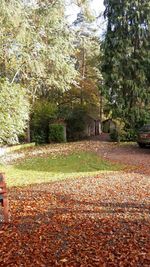 Trees in autumn