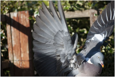 Close-up of pigeons flying