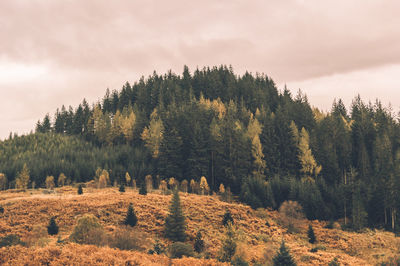 Trees on landscape against sky