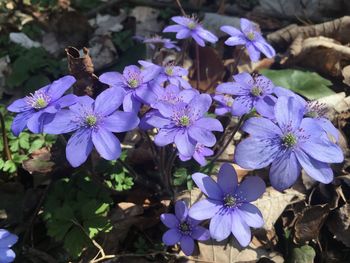 Close-up of purple flowering plants