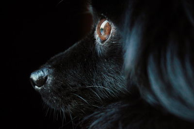 Close-up of black pomeranian looking away in darkroom