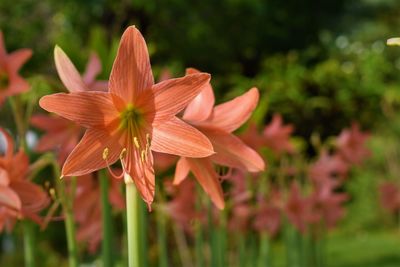 Close-up of orange flower in park