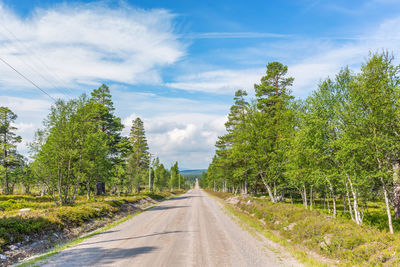 Dirt road in a woodland in the north of sweden