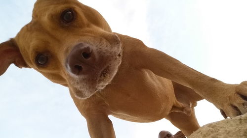 Close-up of dog against sky