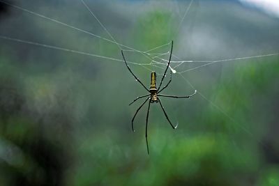 Close-up of spider on web