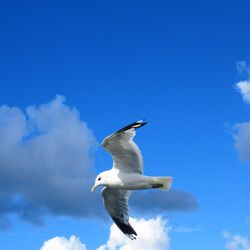 Low angle view of seagull flying