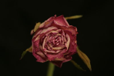 Close-up of rose over black background