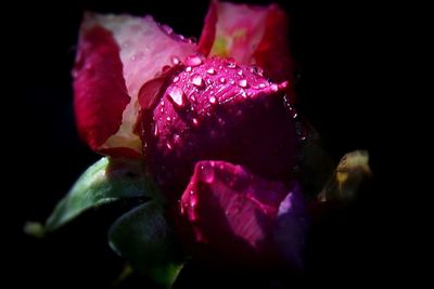 Close-up of red rose