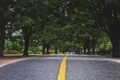 Road amidst trees