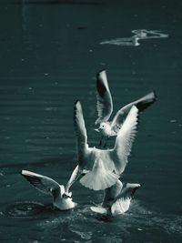 Swans on lake