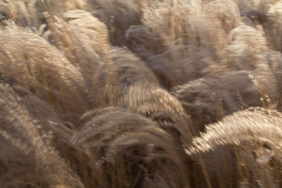 Close-up of plant