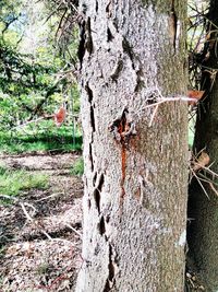 Close-up of lizard on tree trunk