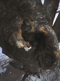 Close-up of tree trunk