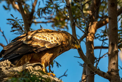 Low angle view of eagle perching on tree