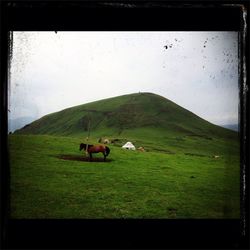 Horses grazing on grassy field