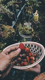 Midsection of person holding fruits in bowl