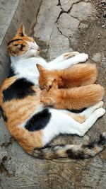 High angle view of cats sleeping