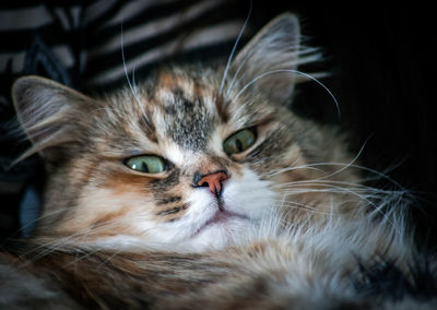 Big tabby cat happy pet life siberian cat fluffy kitty bokeh lazy animal 