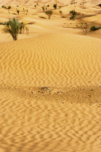 Sand dunes in desert