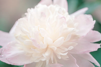 Close-up of white rose flower