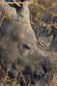 Close-up of rhino on field