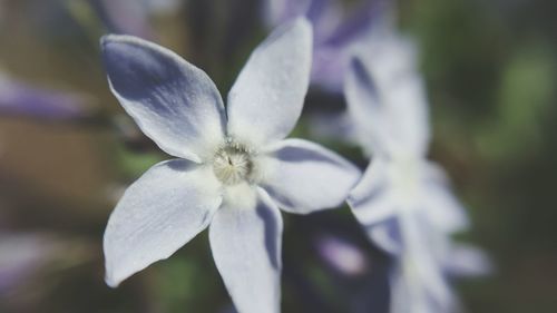 Close-up of flower against blurred background