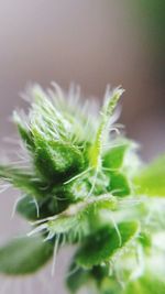 Close-up of fresh green leaf