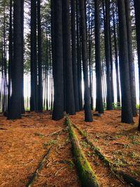 View of trees in forest