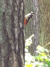 Bird perching on tree trunk