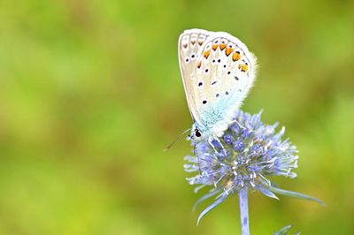 Close-up of butterfly sitting on flower