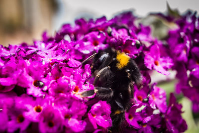 Close-up of bee pollinating on purple flower