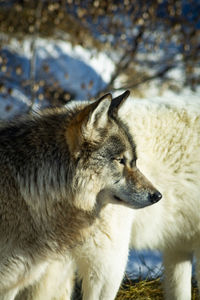 Gray wolves at the international wolf center in ely, minnesota 